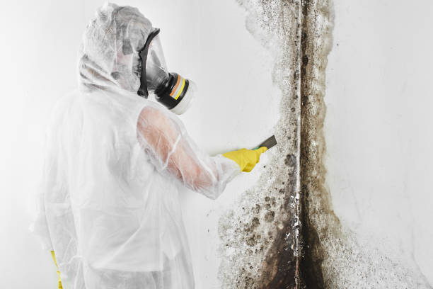 Best Mold Removal Process  in Upper Sandusky, OH