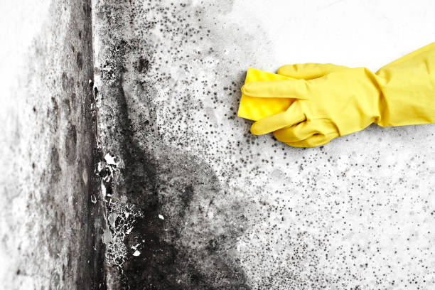 Mold Removal and Inspection in Upper Sandusky, OH