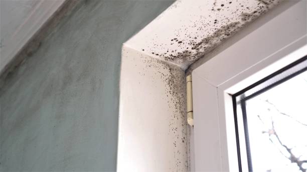 Best Certified Mold Removal  in Upper Sandusky, OH