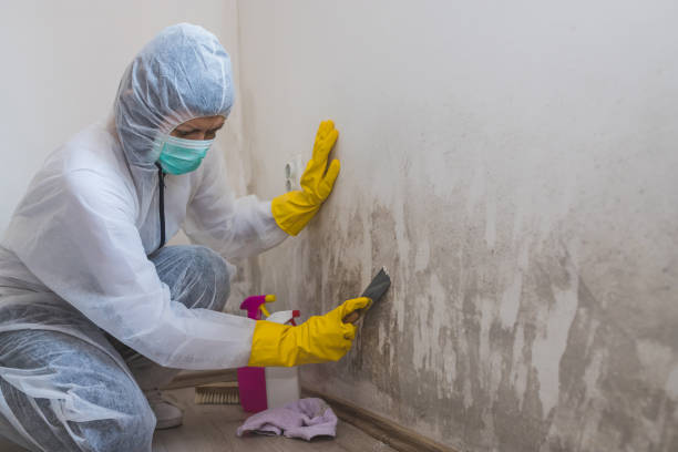 Mold Removal Process in Upper Sandusky, OH