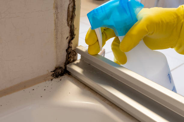 Best Attic Mold Removal  in Upper Sandusky, OH