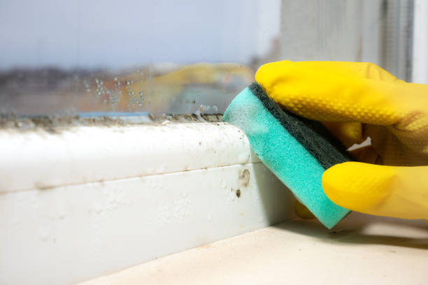 Best Mold Damage Repair  in Upper Sandusky, OH