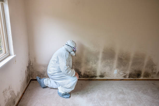 Best Emergency Mold Removal  in Upper Sandusky, OH