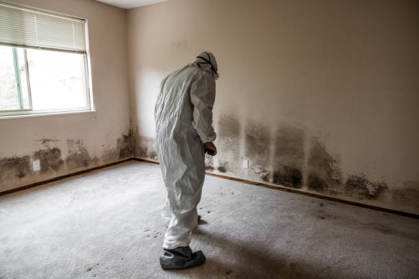 Best Emergency Mold Removal  in Upper Sandusky, OH