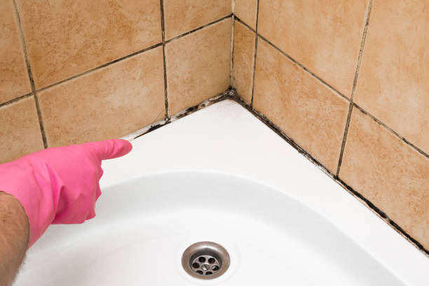 Best Best Mold Removal Companies  in Upper Sandusky, OH